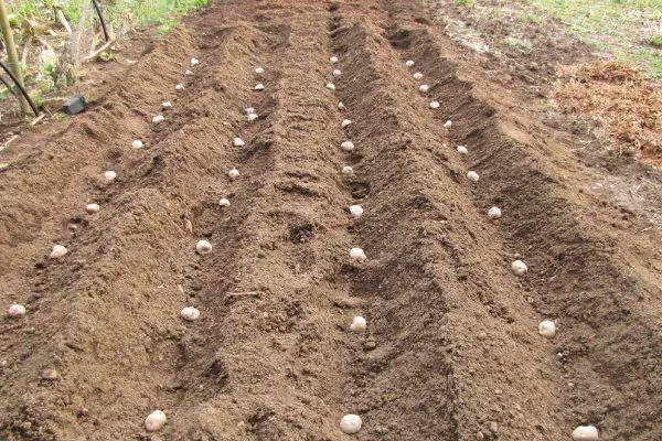 посадка картофеля