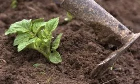 уход за картофелем