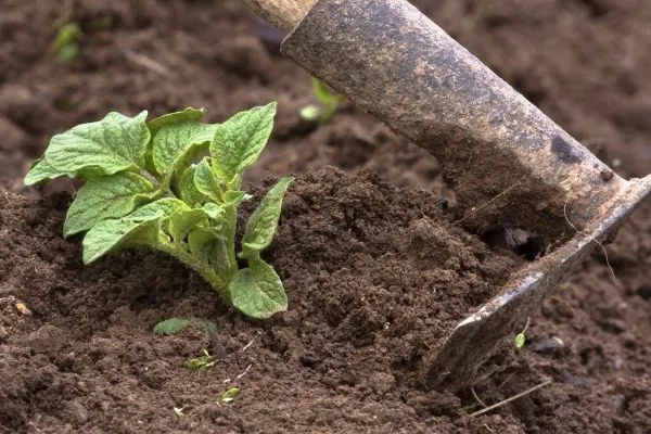 уход за картофелем