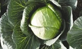 капуста Нозоми F1