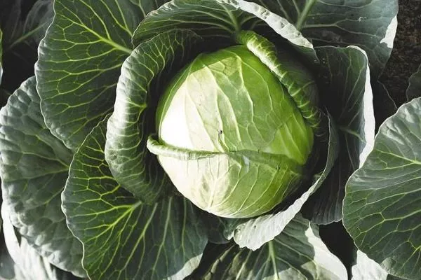 капуста Нозоми F1