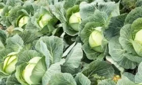 белокочанная капуста Нозоми F1