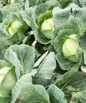 белокочанная капуста Нозоми F1