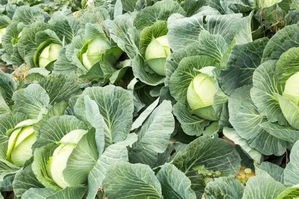 белокочанная капуста Нозоми F1
