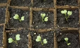 посев семян капусты рассадным способом