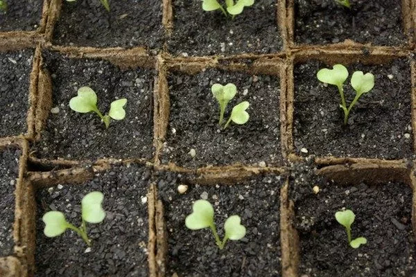 посев семян капусты рассадным способом