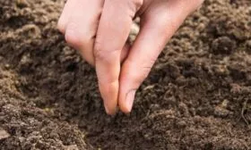 посев семян капусты безрассадным способом