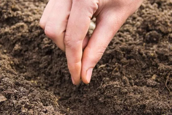 посев семян капусты безрассадным способом