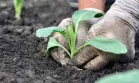 пересадка капусты в открытый грунт