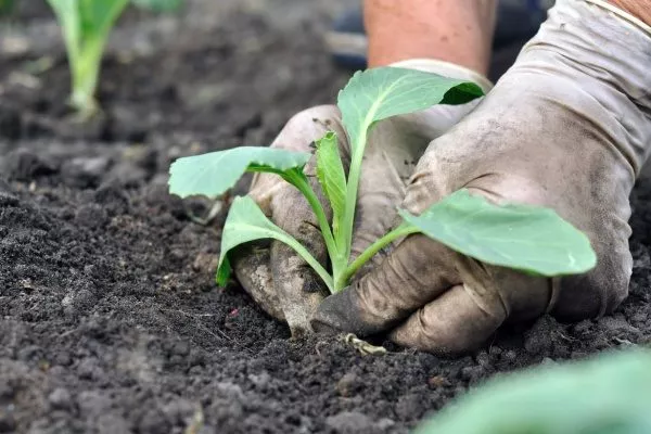 пересадка капусты в открытый грунт
