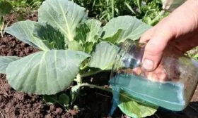 уход за капустой