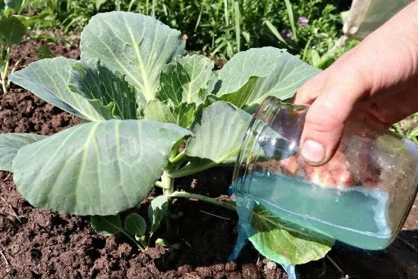 уход за капустой