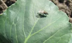 капустная муха