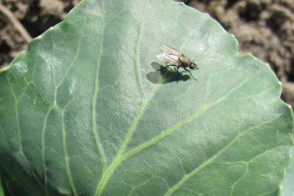 капустная муха