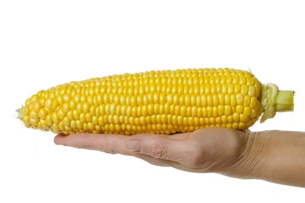 кукуруза Саммер Свит