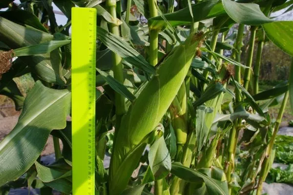 Внешний вид растения и початков