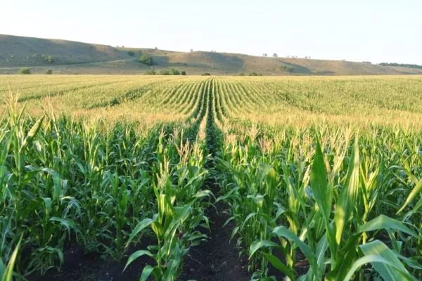 участок под кукурузную посадку