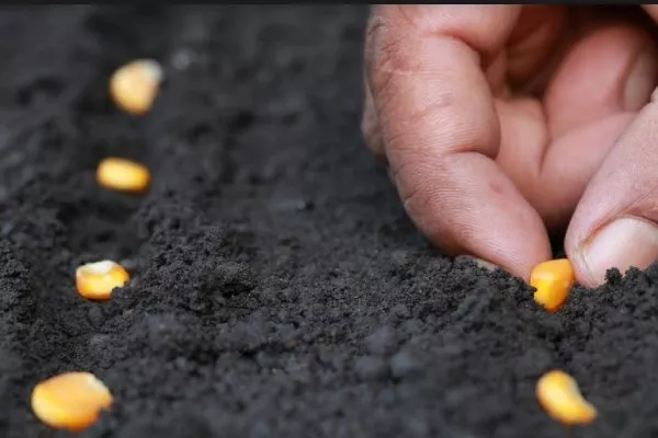 посев кукурузы