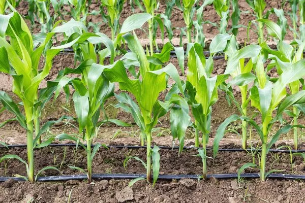 полив кукурузы