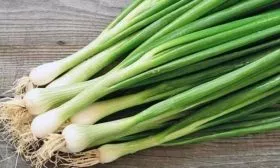 Лук сорта Молодо-зелено