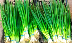 лук молодо-зелено