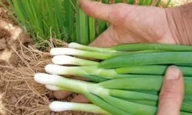 описание зелёного лука