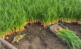 выращивание лука