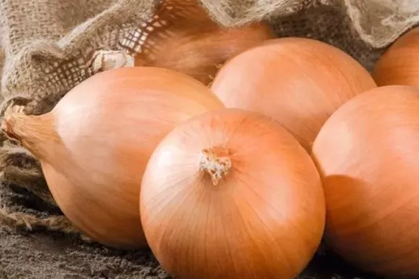 Лук сорта Дед