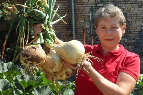 Внешний вид лука дед