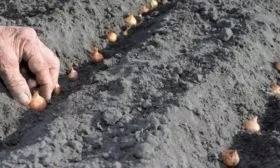 посадка лука дед