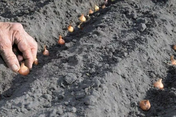 посадка лука дед