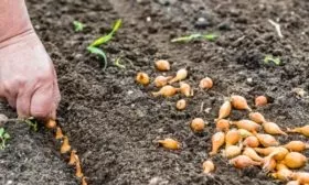 посадка лука