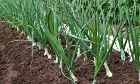 уход за луком