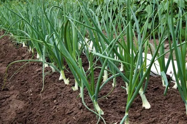 уход за луком