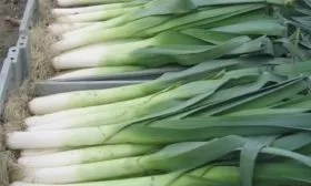 лук-порей Коламбус