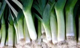 Характеристика внешнего вида растения и луковиц