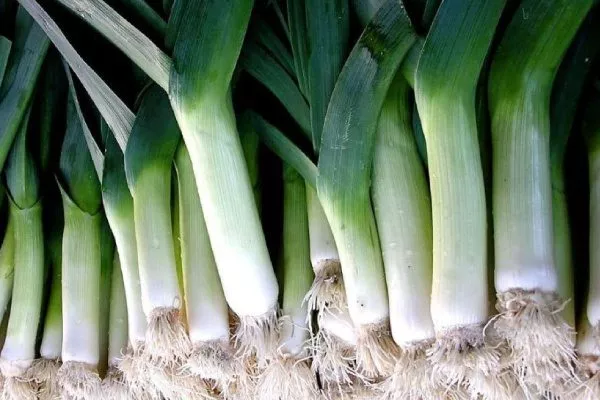 Характеристика внешнего вида растения и луковиц