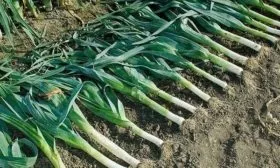 Устойчивость к болезням и вредителям