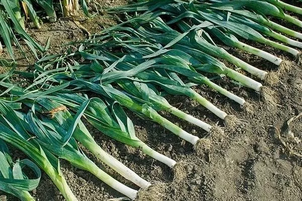 Устойчивость лука к болезням и вредителям