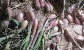 Сбор и хранение лука