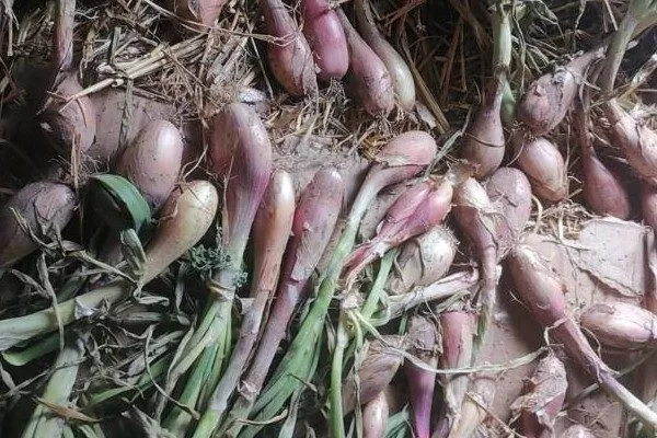 Сбор и хранение лука