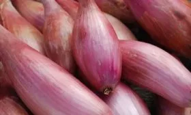 Лук-шалот Стиляга