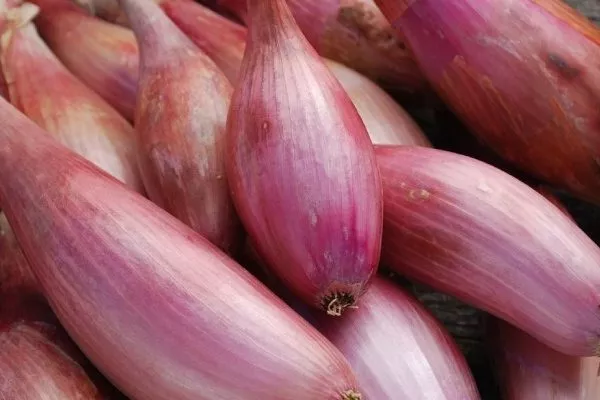 Лук-шалот Стиляга