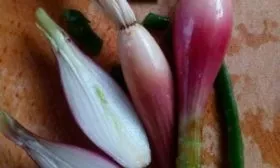 лук стиляга в разрезе