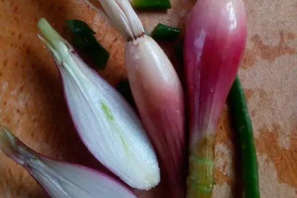 лук стиляга в разрезе