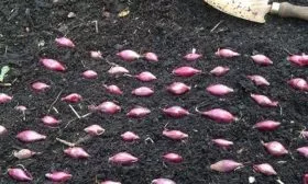 посев лука шалот