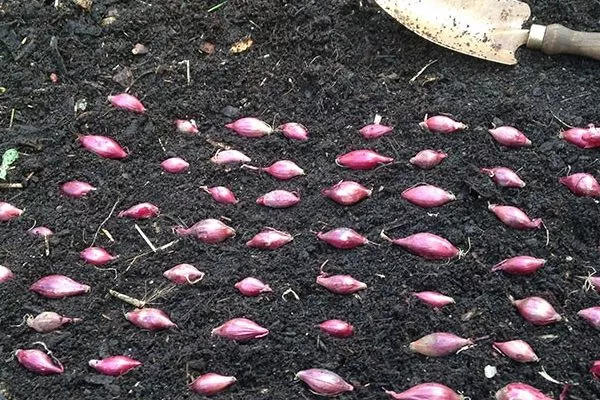 посев лука шалот