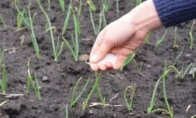 подкормка лука шалот