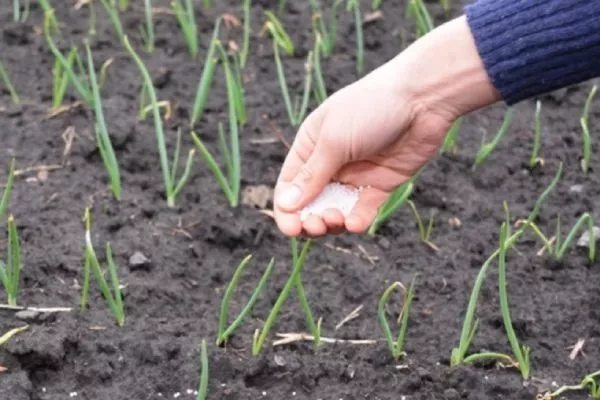 подкормка лука шалот