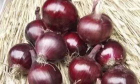 Лук сорта Робин